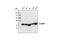 WASL antibody, 4848T, Cell Signaling Technology, Western Blot image 
