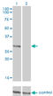 Fc Fragment Of IgE Receptor Ia antibody, LS-C197200, Lifespan Biosciences, Western Blot image 