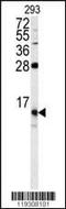 FKBP Prolyl Isomerase 1B antibody, MBS9200700, MyBioSource, Western Blot image 