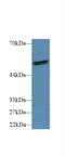 Lipopolysaccharide Binding Protein antibody, LS-C295183, Lifespan Biosciences, Western Blot image 