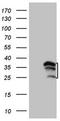 PYM1 antibody, CF806507, Origene, Western Blot image 