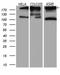 IQ Motif Containing GTPase Activating Protein 1 antibody, LS-C792272, Lifespan Biosciences, Western Blot image 