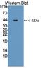 CART Prepropeptide antibody, LS-C372507, Lifespan Biosciences, Western Blot image 