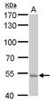 Arginyl Aminopeptidase Like 1 antibody, GTX111563, GeneTex, Western Blot image 