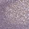 IKAROS Family Zinc Finger 1 antibody, NBP2-38241, Novus Biologicals, Immunohistochemistry frozen image 