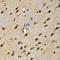 High Mobility Group 20A antibody, A07758, Boster Biological Technology, Immunohistochemistry frozen image 