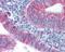 Gap Junction Protein Alpha 1 antibody, 48-697, ProSci, Immunohistochemistry frozen image 