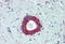 BCL2 Antagonist/Killer 1 antibody, MBS247026, MyBioSource, Immunohistochemistry frozen image 