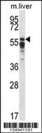 Serine/threonine-protein phosphatase 2A 56 kDa regulatory subunit alpha isoform antibody, 58-139, ProSci, Western Blot image 