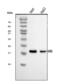 Hes Family BHLH Transcription Factor 5 antibody, A05384-1, Boster Biological Technology, Western Blot image 