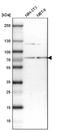 RNA Guanylyltransferase And 5'-Phosphatase antibody, NBP1-83281, Novus Biologicals, Western Blot image 