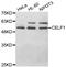 CUGBP Elav-Like Family Member 1 antibody, abx005873, Abbexa, Western Blot image 
