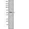 EYA Transcriptional Coactivator And Phosphatase 2 antibody, abx215268, Abbexa, Western Blot image 