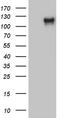 Podocalyxin Like 2 antibody, LS-C792365, Lifespan Biosciences, Western Blot image 