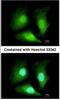 Acireductone Dioxygenase 1 antibody, NBP2-15299, Novus Biologicals, Immunofluorescence image 