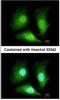 1,2-dihydroxy-3-keto-5-methylthiopentene dioxygenase antibody, NBP2-15299, Novus Biologicals, Immunofluorescence image 