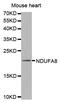 NADH:Ubiquinone Oxidoreductase Subunit A8 antibody, MBS127121, MyBioSource, Western Blot image 