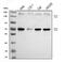 Nuclear Receptor Binding SET Domain Protein 2 antibody, A32441-1, Boster Biological Technology, Western Blot image 