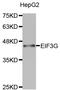 Eukaryotic Translation Initiation Factor 3 Subunit G antibody, LS-C333167, Lifespan Biosciences, Western Blot image 