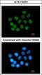 Scaffold Attachment Factor B2 antibody, GTX115272, GeneTex, Immunofluorescence image 