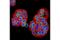 Lamin B1 antibody, 68591S, Cell Signaling Technology, Immunofluorescence image 