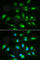CD46 Molecule antibody, A1653, ABclonal Technology, Immunofluorescence image 