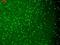 Potassium Voltage-Gated Channel Subfamily Q Member 4 antibody, LS-C230715, Lifespan Biosciences, Immunofluorescence image 