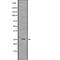 Superoxide Dismutase 3 antibody, abx218694, Abbexa, Western Blot image 