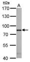 Radixin antibody, GTX105408, GeneTex, Western Blot image 
