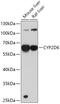 Cytochrome P450 Family 2 Subfamily D Member 6 antibody, 14-731, ProSci, Western Blot image 