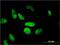 PHD Finger Protein 11 antibody, H00051131-M01, Novus Biologicals, Immunofluorescence image 