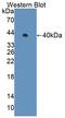 Protein Phosphatase 1 Regulatory Subunit 15A antibody, abx131495, Abbexa, Western Blot image 