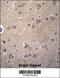 Sorting Nexin 4 antibody, 56-693, ProSci, Immunohistochemistry frozen image 