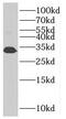 Solute Carrier Family 25 Member 45 antibody, FNab07943, FineTest, Western Blot image 