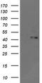 Mitogen-Activated Protein Kinase 9 antibody, TA505909, Origene, Western Blot image 