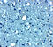 Vesicle Transport Through Interaction With T-SNAREs 1B antibody, 8289, ProSci, Immunohistochemistry frozen image 