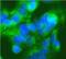 Interleukin 1 Receptor Associated Kinase 4 antibody, FNab10221, FineTest, Immunofluorescence image 