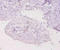 Metallothionein 1E antibody, LS-C285772, Lifespan Biosciences, Immunohistochemistry paraffin image 