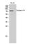 Calpain 9 antibody, STJ91982, St John