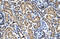 Phosphorylase Kinase Catalytic Subunit Gamma 2 antibody, 27-783, ProSci, Immunohistochemistry frozen image 
