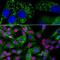 Ubiquilin 2 antibody, M02508, Boster Biological Technology, Immunofluorescence image 