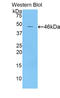 Apolipoprotein E antibody, LS-C303638, Lifespan Biosciences, Western Blot image 