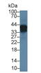 SPARC antibody, LS-C301772, Lifespan Biosciences, Western Blot image 