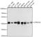 Casein Kinase 2 Alpha 1 antibody, 13-453, ProSci, Western Blot image 