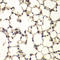 PHD Finger Protein 11 antibody, LS-C748480, Lifespan Biosciences, Immunohistochemistry frozen image 