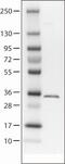 Aquaporin 4 antibody, MA5-24587, Invitrogen Antibodies, Western Blot image 