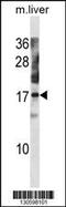 Nuclear Transport Factor 2 Like Export Factor 1 antibody, 60-697, ProSci, Western Blot image 