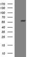 Tubulin Alpha 1a antibody, LS-C338135, Lifespan Biosciences, Western Blot image 