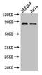 MutL Homolog 1 antibody, CSB-PA17009A0Rb, Cusabio, Western Blot image 