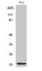 Caspase 5 antibody, STJ90030, St John